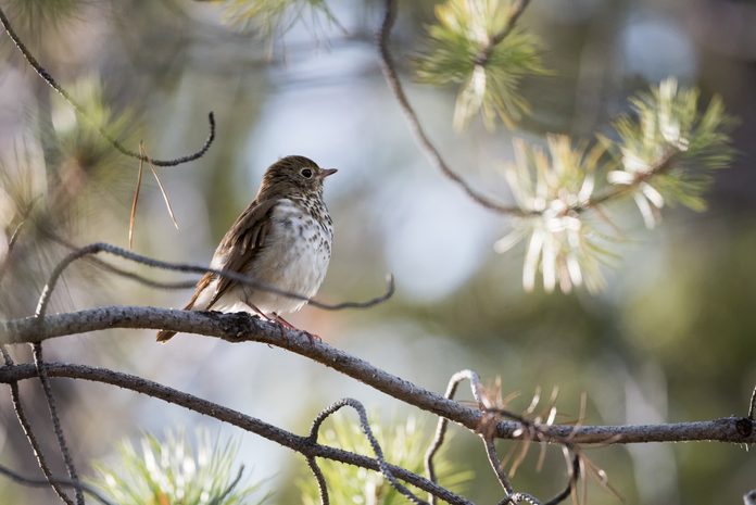 Close-Up Of Swainsons Thrush Catharus Ustulatus On Branch, Whitehorse, Canada