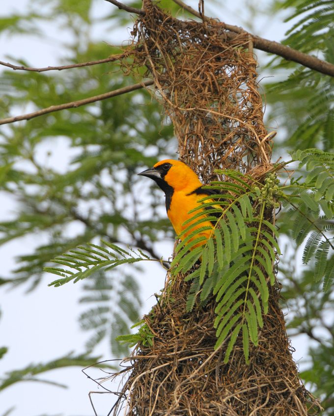 Altamira Oriole in the Nest