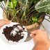 5 Ways to Use Coffee Grounds in Gardens