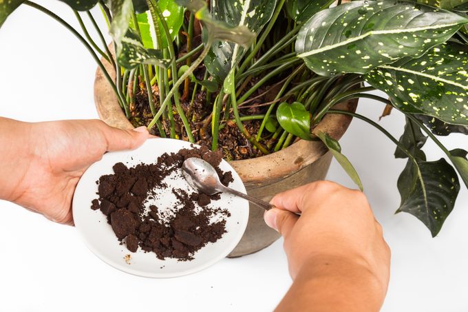5 Ways to Use Coffee Grounds in Gardens