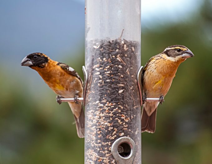 Black-headed Grosbeak Pair at Feeder