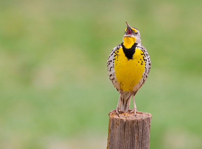 Western meadowlark singing
