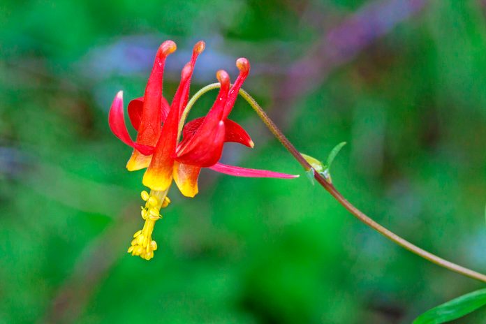 Wild red columbine