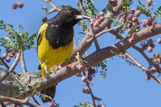 Scott's Oriole male