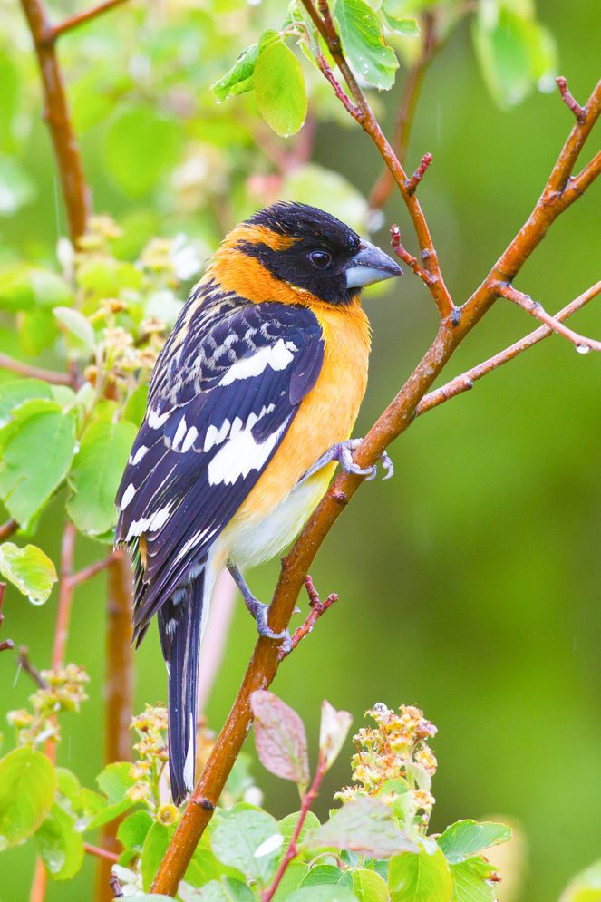 Pheucticus Melanocephalus