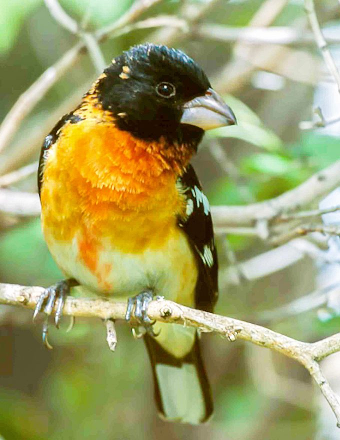 Adult Male Hybrid Of Black Headed And Rose Breasted Grosbeak. Portriat