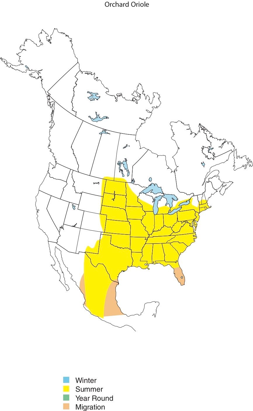 Orchard Oriole range map