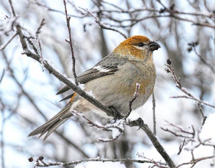 Pine grosbeak types of finches