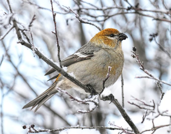 Pine grosbeak