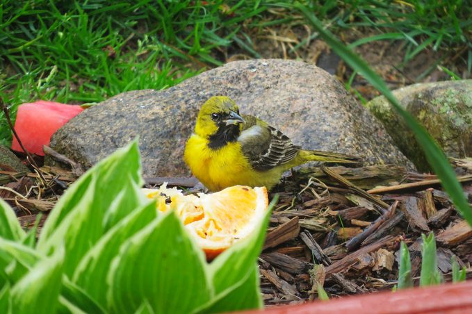 baby orchard oriole