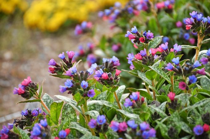 Spot On lungwort plant with pink and blue flowers.