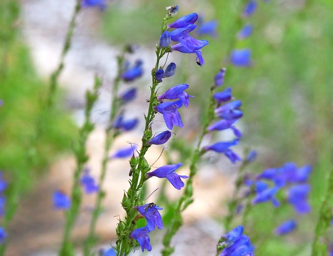 Rocky Mountain Penstemon Strictus