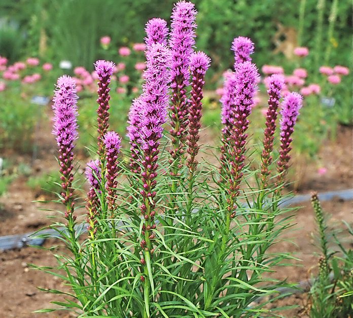 Native Plants Blazing Star Liatris Kobold Garden 10977