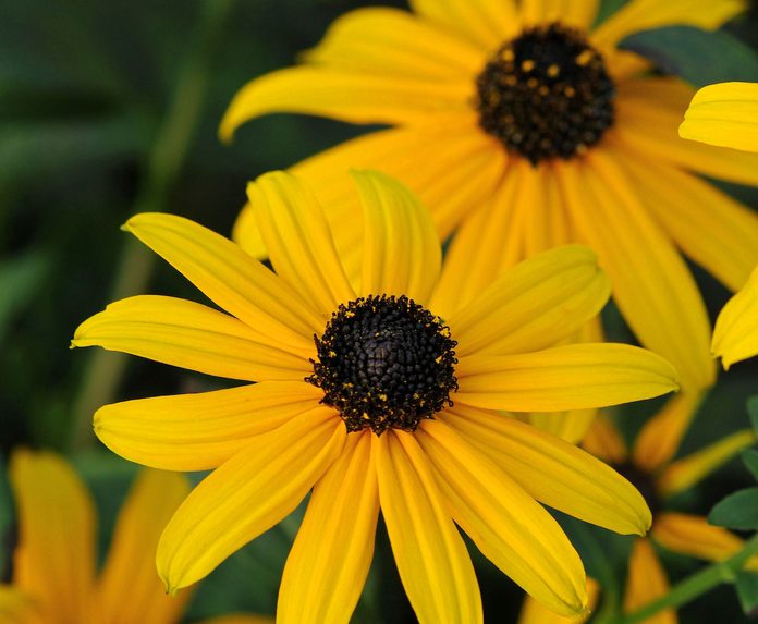 Native Plants Orange Coneflower Rudbeckia Pot Of Gold Bloom 7996
