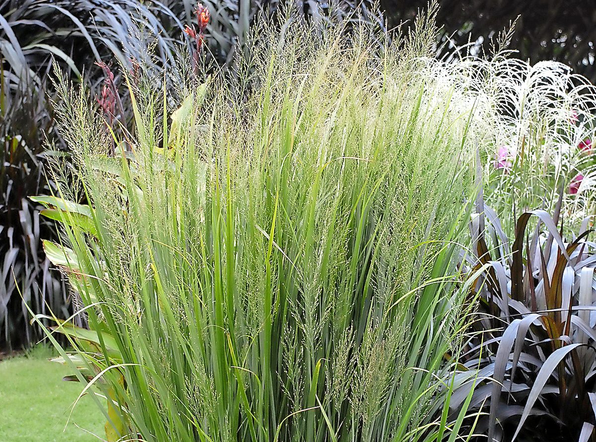 Native Plants Switchgrass Grass Panicum Northwind Garden 11048