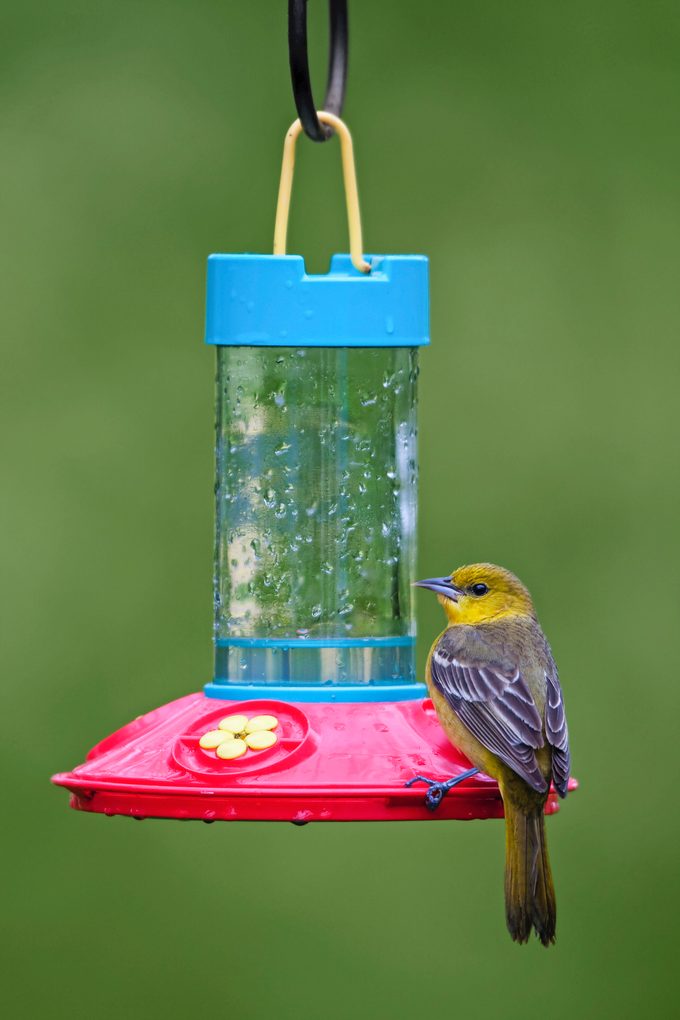 female orchard oriole