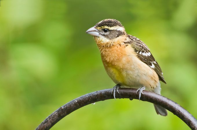 Black Headed,grosbeak,in,north,vancouver