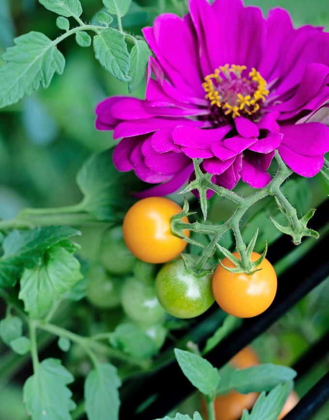 Both veggies and annuals, like this tomato and zinnia, help provide pollen for local insects.