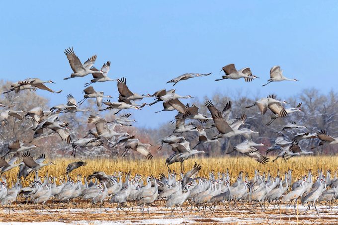 sandhill crane migration