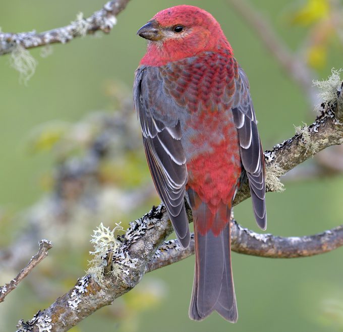 pine grosbeak