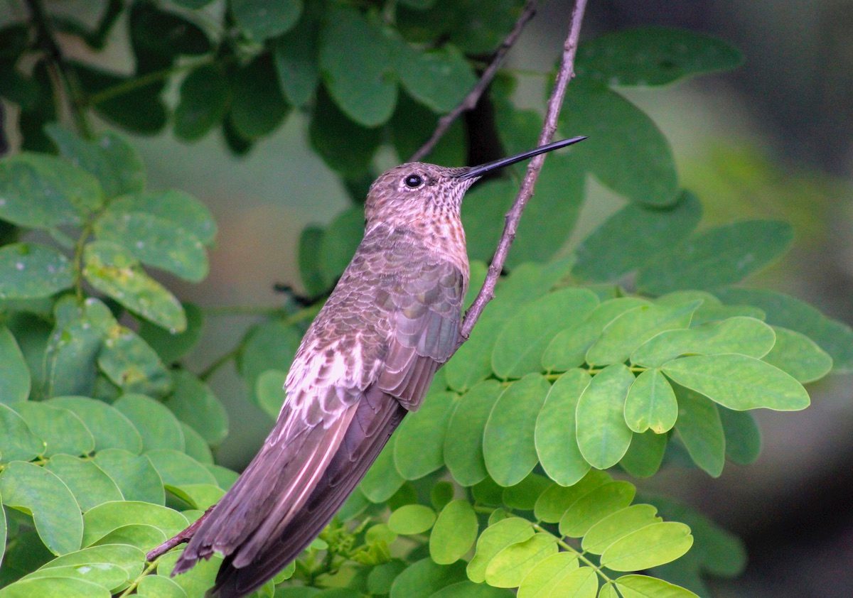 18 Top Largest hummingbird