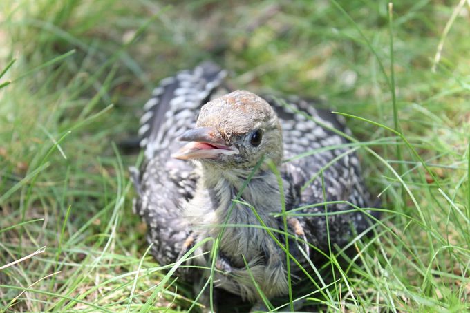 baby red bellied woodpecker
