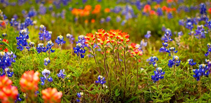 beautiful flowers