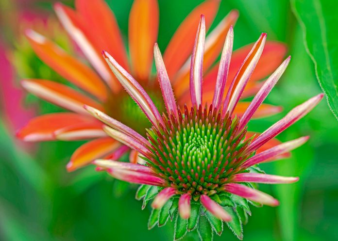Blanket flower
