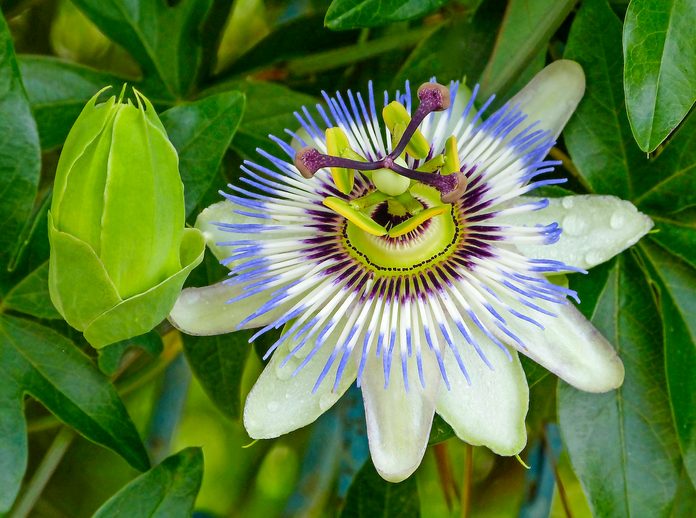 purple passionflower