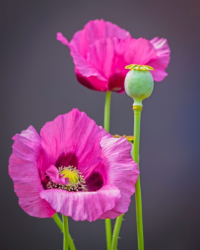Pink poppy