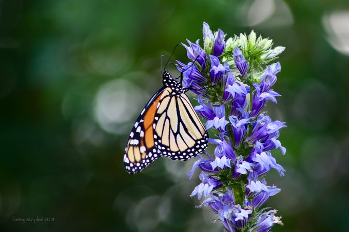 great blue lobelia