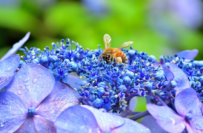 Hydrangea with a Honey Bee on top.