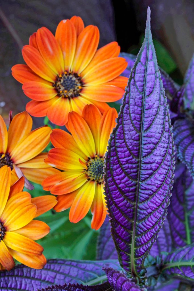 Persian shield plants