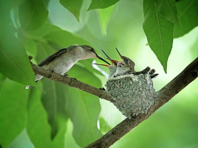 ruby throated hummingbird nest