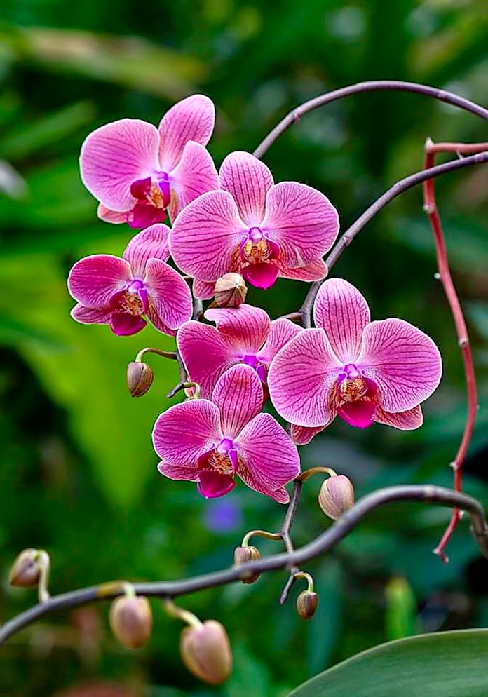 Moth orchid