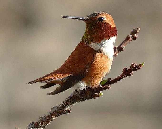 male rufous hummingbird