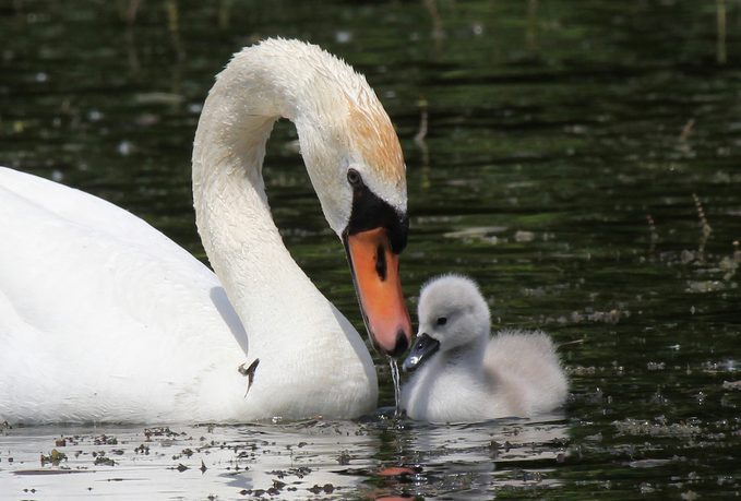 baby mute swan