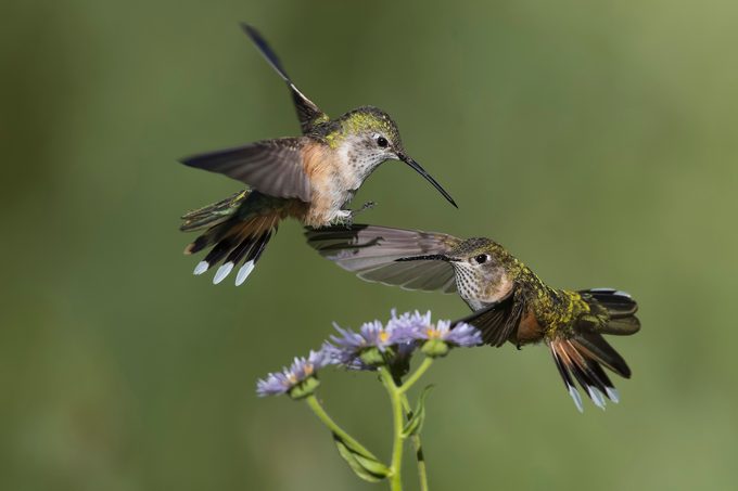 broad tailed hummingbird