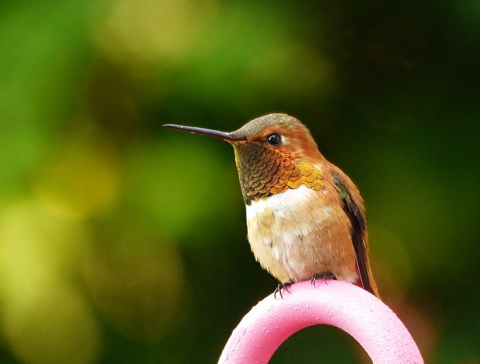 rufous hummingbird