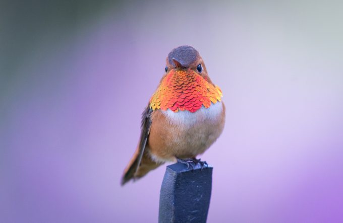 rufous hummingbird