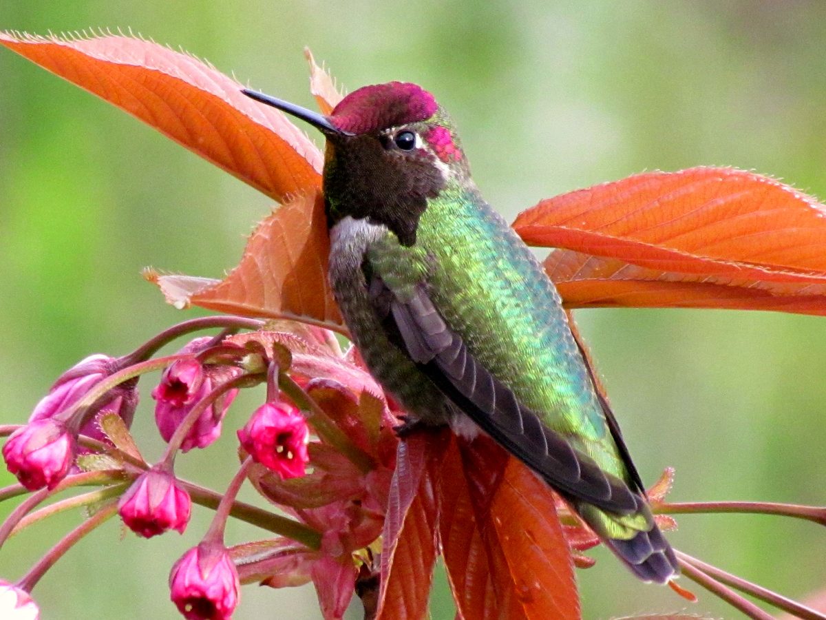 anna's hummingbird