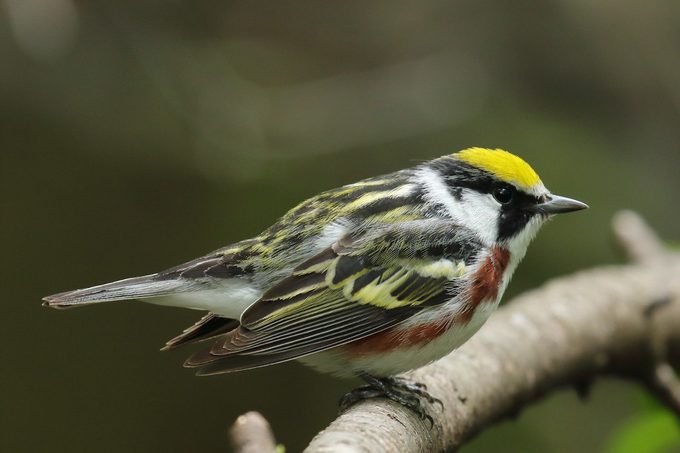 chestnut sided warbler