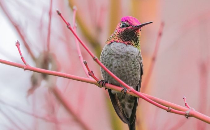 male anna's hummingbird