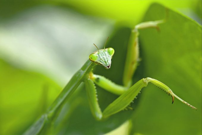 praying mantis