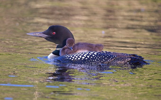 common loon