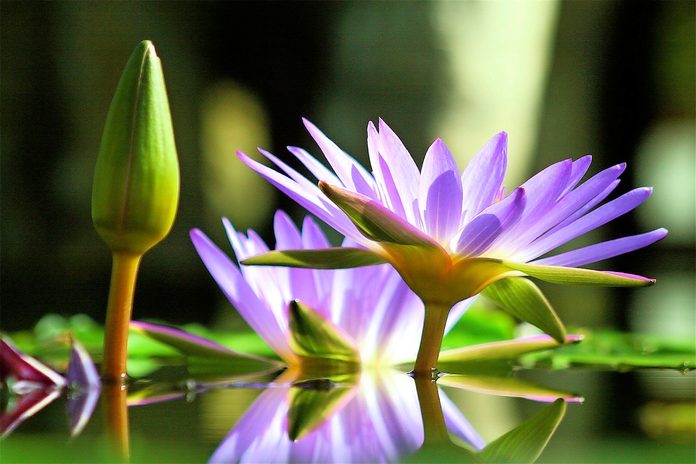 Water lilies in San Francisco, California