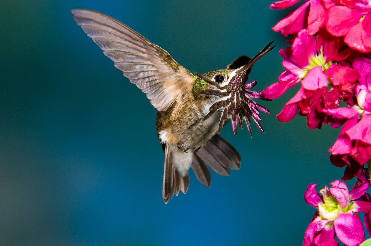calliope hummingbird