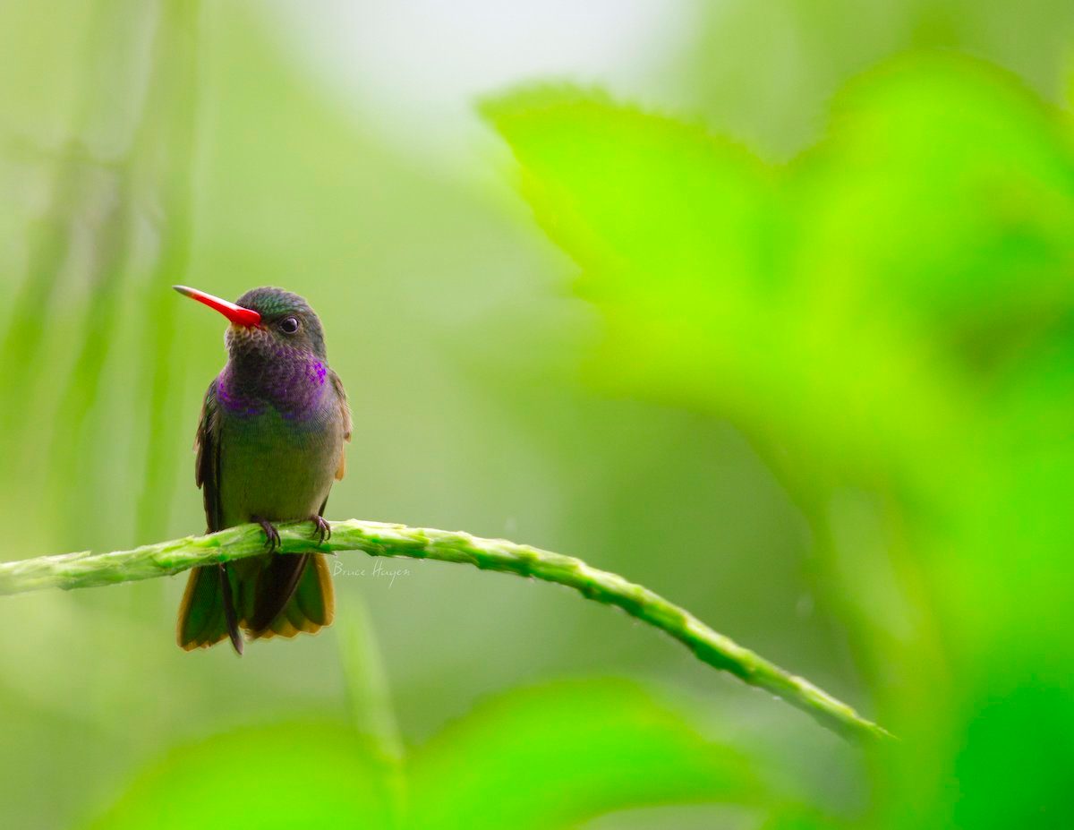 broad billed hummingbird