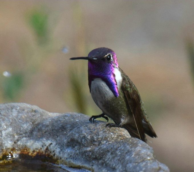 costa's hummingbird