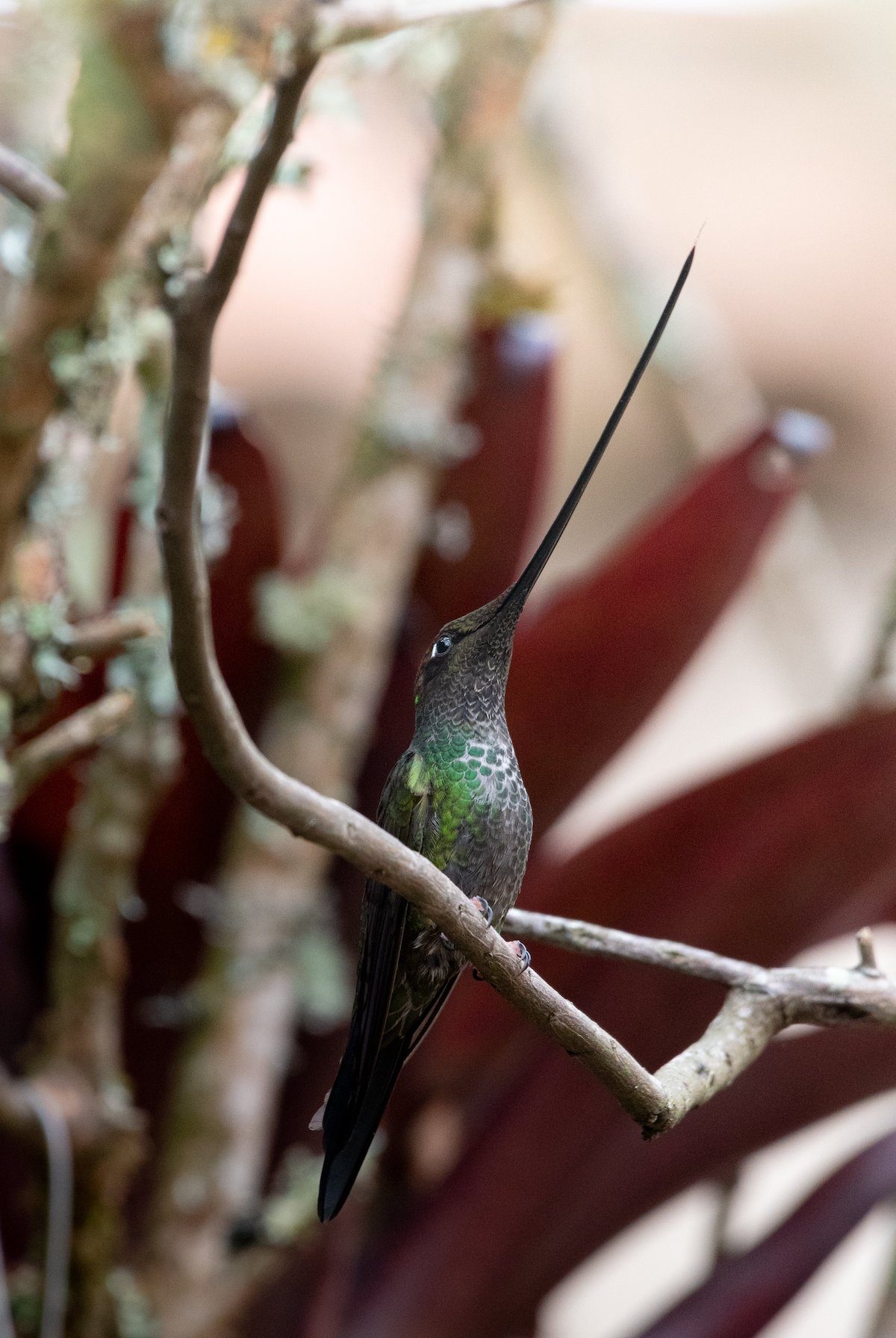 sword-billed hummingbird
